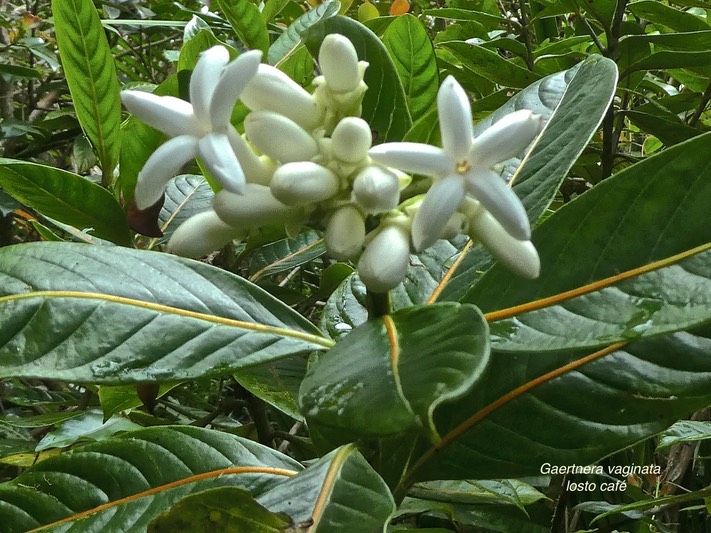 Gaertnera vaginata .losto café.rubiaceae.endémique Réunion.P1850915
