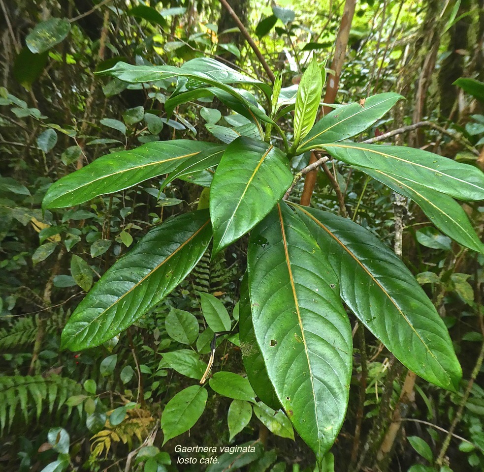 Gaertnera vaginata. losto café.rubiaceae.endémique Réunion.P1850875