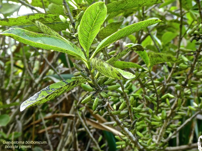 Geniostoma borbonicum.bois de piment.loganiaceae.endémique Réunion Maurice.P1860118