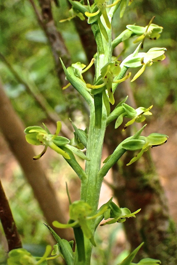 Habenaria praealta .orchidaceae.endémique Réunion Maurice .PA200005