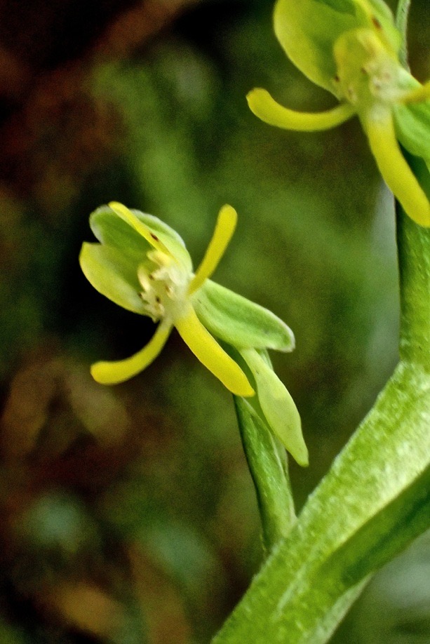 Habenaria prealta.orchidaceae.endémique Réunion Maurice.PA200010