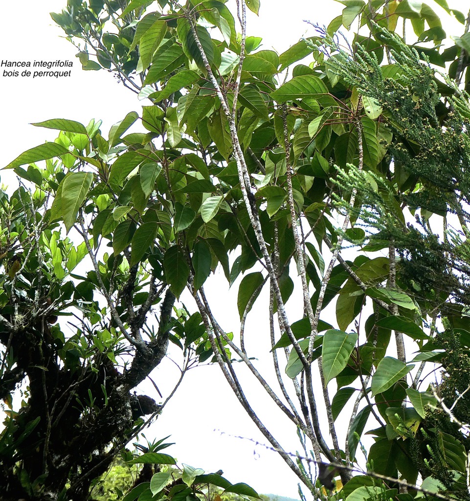 Hancea integrifolia .bois de perroquet.euphorbiaceae.endémique Réunion Maurice.P1860019