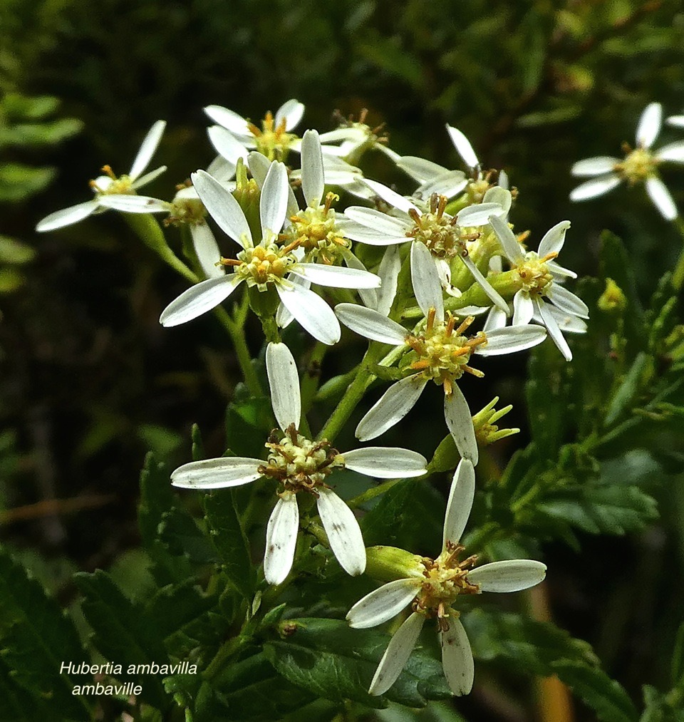 Hubertia ambavilla. ambaville .asteraceae.endémique Réunion.P1850806