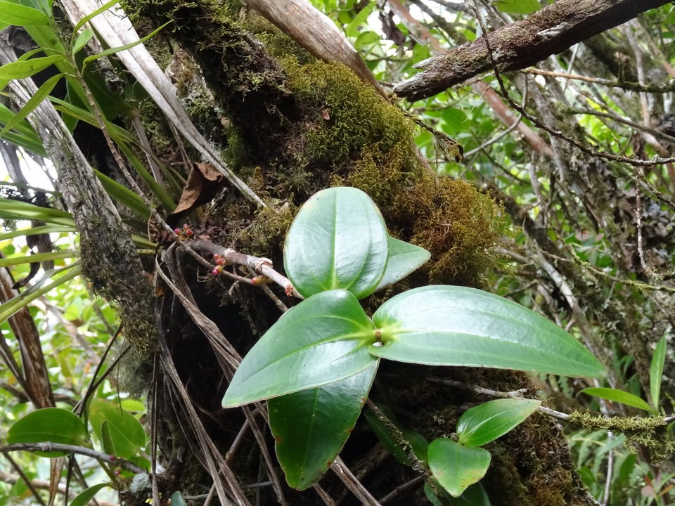 Medinilla loranthoides - MELASTOMATACEAE - Endémique Réunion - DSC02625