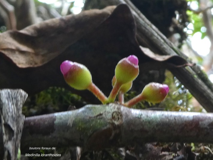 Medinilla loranthoides .(espèce épiphyte )melastomataceae.endémique Réunion.P1860057