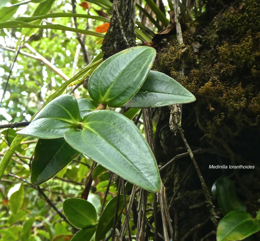 Medinilla loranthoides .(espèce épiphyte) melastomataceae.endémique Réunion.P1860066