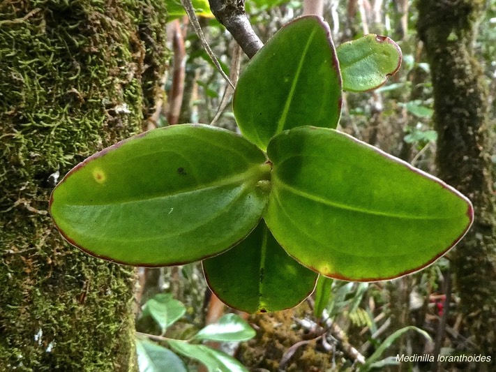 Medinilla loranthoides.(espèce épiphyte )endémique Réunion. melastomataceae.P1860055