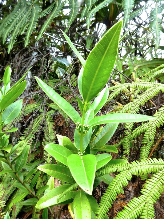 Melicope obscura .bois de catafaille .rutaceae.endémique Réunion.P1860037