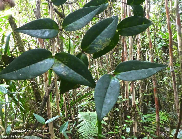 Memecylon confusum.bois de balai.melastomataceae (.memecylaceae) endémique Réunion.P1850982