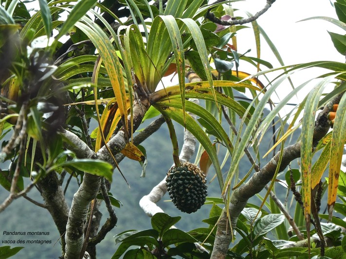 Pandanus montanus.vacoa des montagnes .pandanaceae.endémique Réunion;P1860018