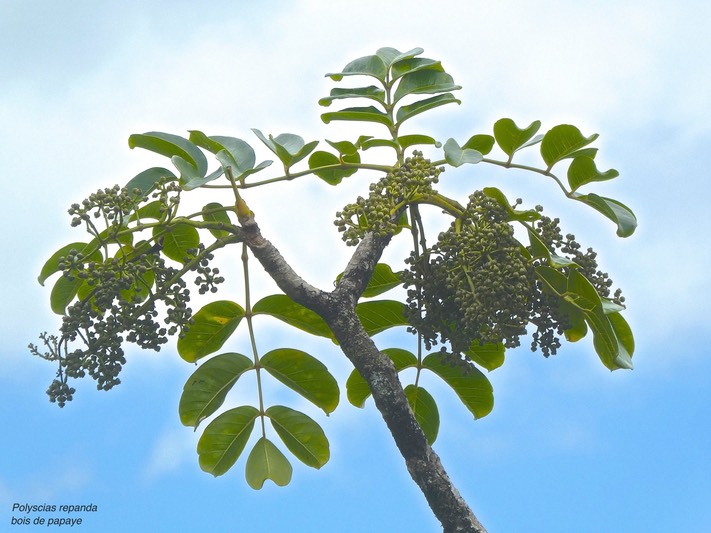 Polyscias repanda.bois de papaye.araliaceae.endémique Réunion.P1850960