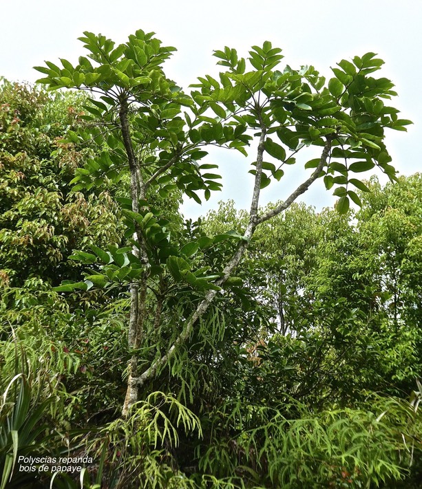 Polyscias repanda.bois de papaye.araliaceae.endémique Réunion.P1850802