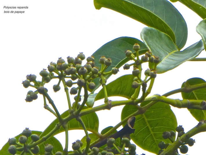 Polyscias repanda.bois de papaye.araliaceae.endémique Réunion.P1850965
