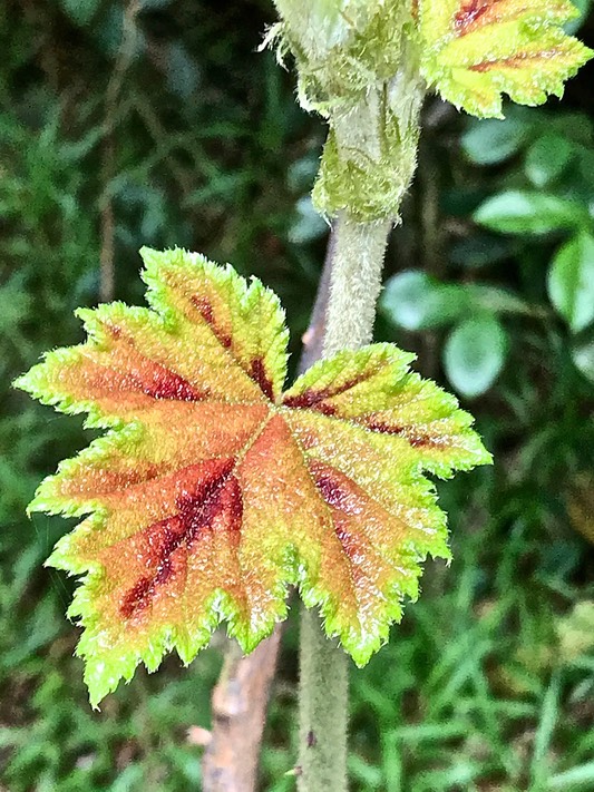 Rubus alceifolius .vigne marronne .raisin marron.rosaceae.espèce envahissante.IMG_2587