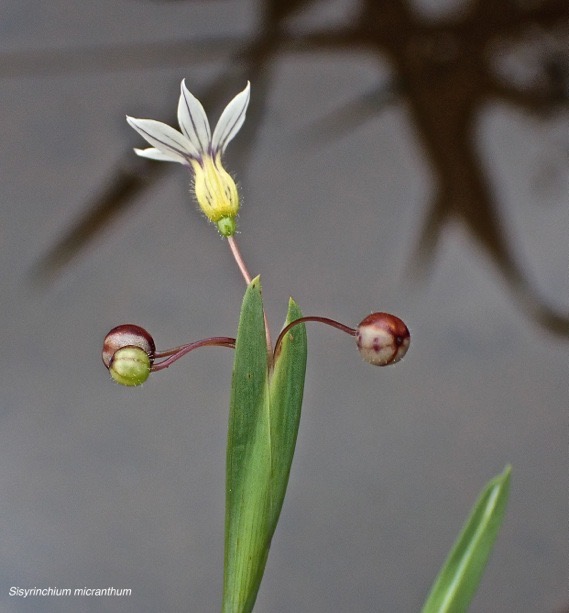 Sisyrinchium micranthum. sisyrinque à petites fleurs.iridaceae.espèce envahissante ;PA200037