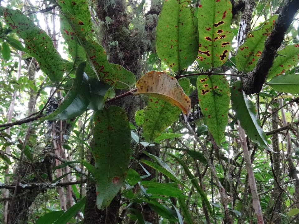 Syzygium cordemoyi - Bois de pomme à grandes feuilles - MYRTACEAE - Endémique Réunion - DSC02645