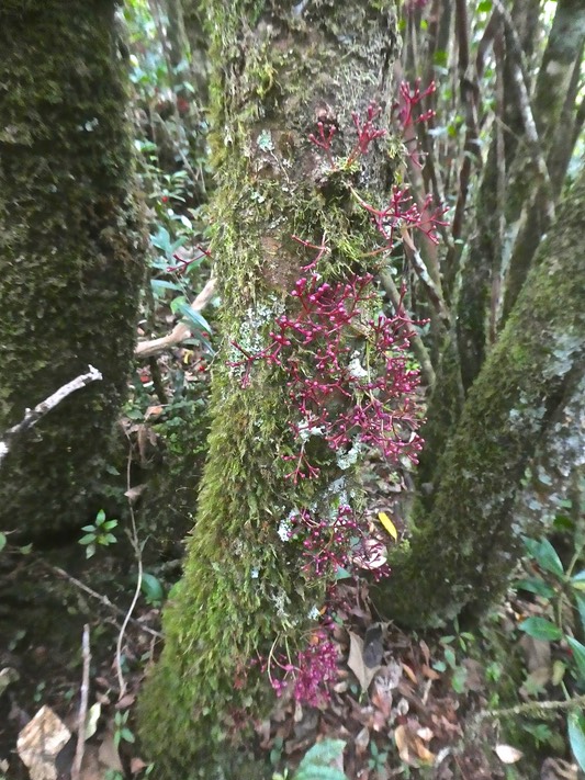 Syzygium cymosum .bois de pomme rouge (inflorescences en boutons sur le tronc de l'arbre.)myrtaceae.endémique réunion MauriceP1860072