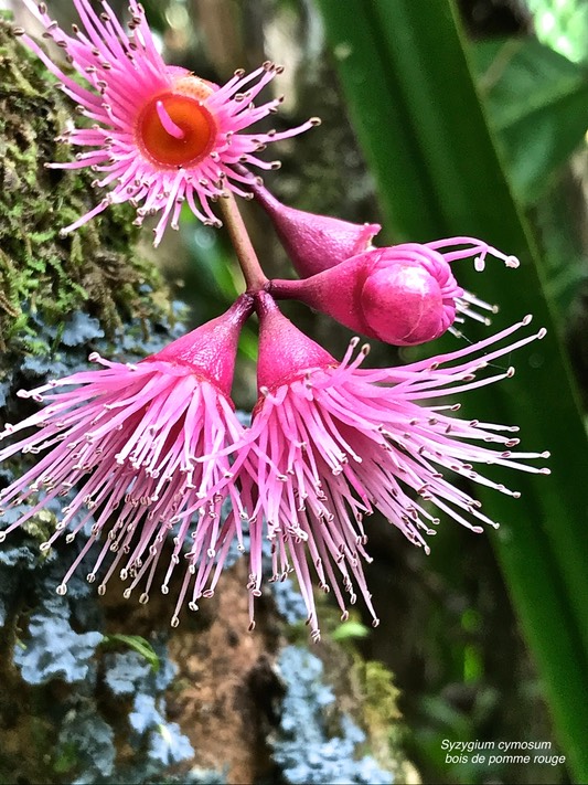 Syzygium cymosum.bois de pomme rouge.(inflorescence) myrtaceae .endémique Réunion Maurice.IMG_2616