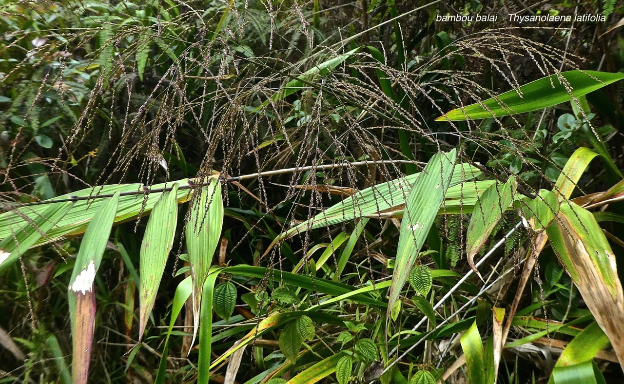 Thysanolaena latifolia.bambou balais. herbe du tigre. poaceae. potentiellement envahissante.P1860116