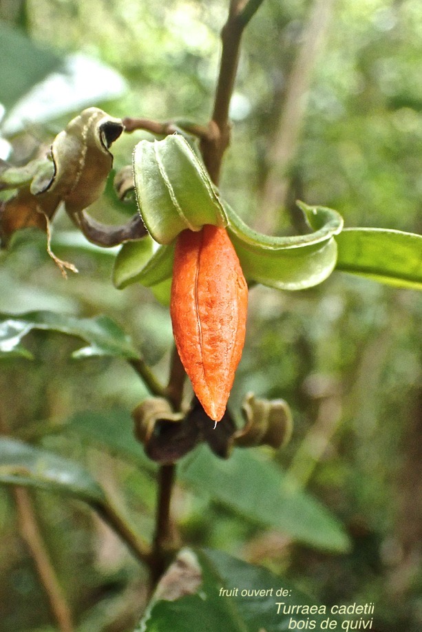 Turraea cadetii .bois de quivi .(fruit ouvert )meliaceae.endémique Réunion.PA200046