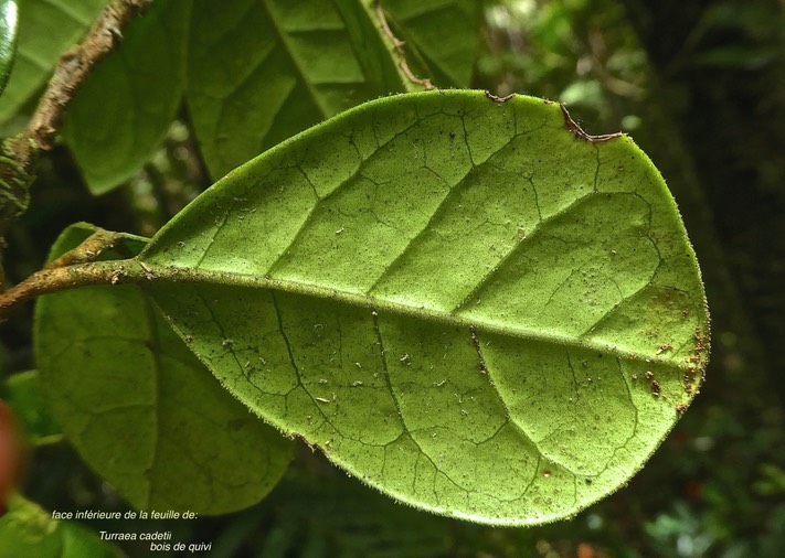 Turraea cadetii.bois de quivi.(feuille face inférieure)meliaceae.endémique Réunion Maurice P1850854