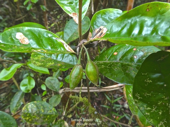 Turraea cadetii.bois de quivi.(rameau avec fruits)meliaceae.endémique Réunion Maurice .P1860005