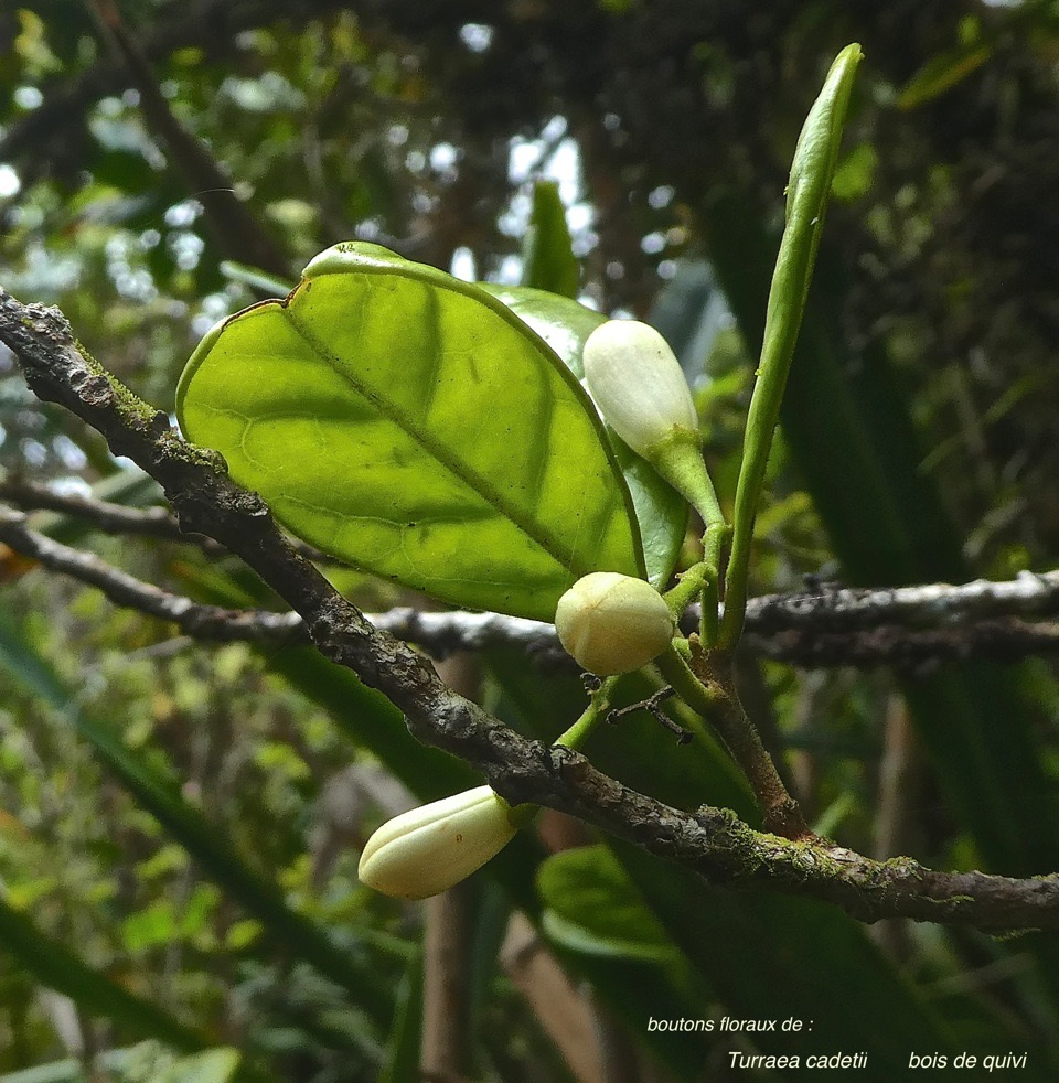 Turraea cadetii.bois de quivi.(boutons floraux) meliaceae;endémique Réunion Maurice .P1860002
