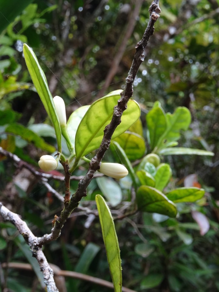 Turrea cadetii (boutons floraux) - Bois de quivi - MELIACEAE - Endémique Réunion -  DSC02646