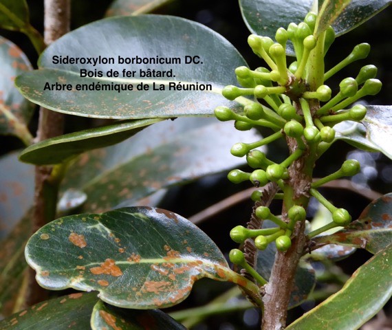 Sideroxylon borbonicum  Bois de fer bâtard. Boutons floraux