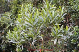 Bois d'arnette- Dodonaea viscosa- Sapindacée - I
