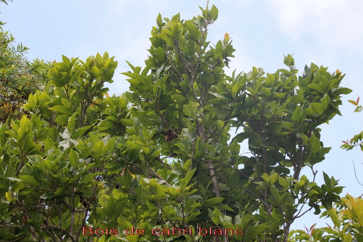Bois de cabri blanc- Antidesma madagascariense- Euphorbiace - I