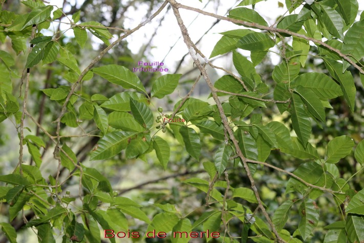 Bois de merle- Allophyllus borbonicus- Sapindace - M