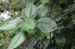 Bois de source- Boehmeria stipularis- Urticacée- B