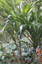 Canne marron- Cordyline mauritiana- Laxmanniacée- M