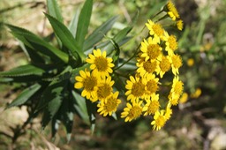 Chasse vieillesse- Faujasia salicifolia- ASTERACEAE-E
