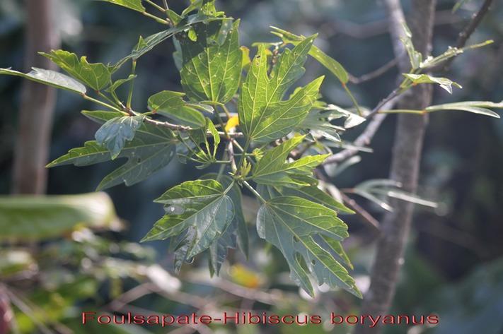 Foulsapate- Hibiscus boryanus - Malvace - B