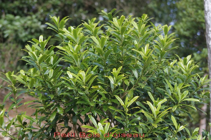 Petit Bois d'oiseau- Claoxylon parviflorum- Euphorbiace - B