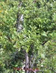 Tan rouge- Weinmannia tinctoria - Cunoniacée- M