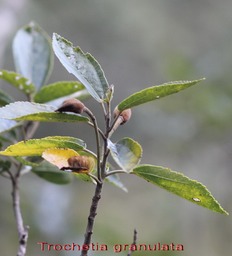 Trochetia granulata- Malvacée-B