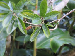 Trochetia granulata feuilles fruit IMG_0342