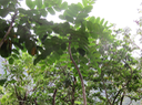 12  Polyscias repanda - Bois de papaye - Araliacée -B