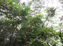 18 ??? Phyllanthus consanguineus -  Bois de jolie fille . Bois de négresse . Faux bois de demoiselle - euphorbiaceae  - Endémique de la Réunion