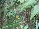 20 Faujasiopsis flexuosa - Liane zig zag - Indigène