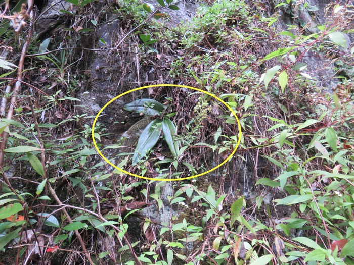 21 Habenaria citrina - Ø - Orchidaceae -