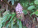 23 Arnottia mauritiana - - ORCHIDACEAE - Endémique Réunion Maurice