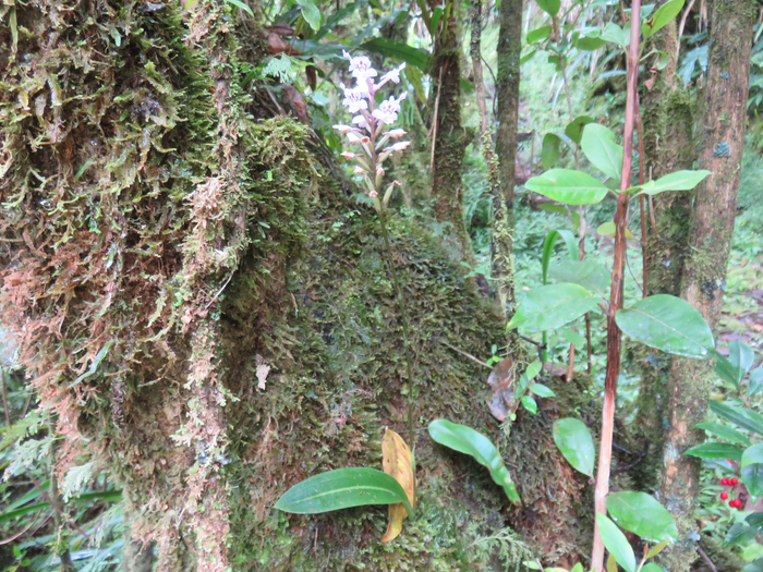 26 Cynorkis squamosa (Poir.) Lindl. - Ø - Orchidaceae - Endémique Réunion et île Maurice