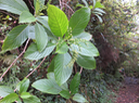 40 Tournefortia arborescens - Ø - BORAGINACEE  - endémique