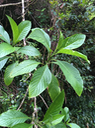 48 Tournefortia arborescens - Ø - BORAGINACEE  - endémique