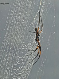 araignée Nephila inaurata . bibe .P1650698