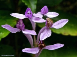 Arnottia mauritiana . orchidaceae P1650624